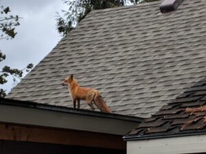 Fox on roof