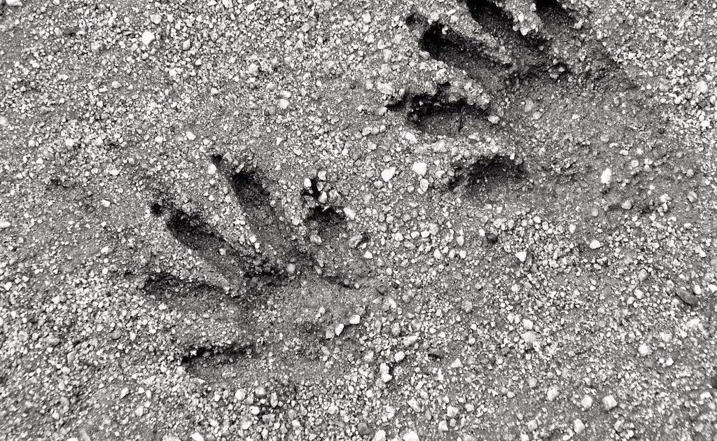 Raccoon foot prints