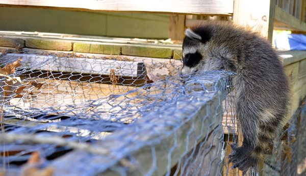 Raccoon vs Chicken