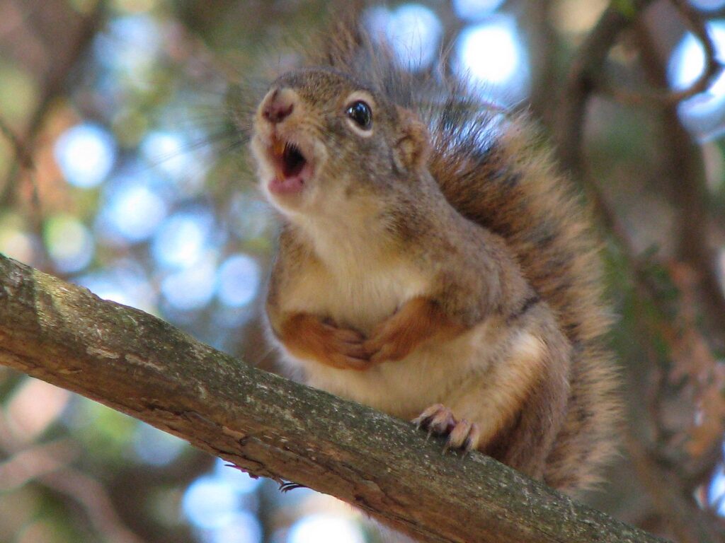 Milwaukee Squirrel Control Why are The Squirrels Chirping