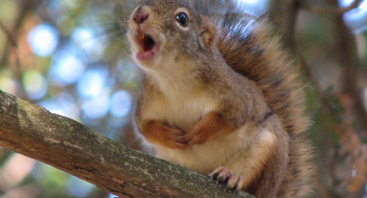 Squirrel Chirping