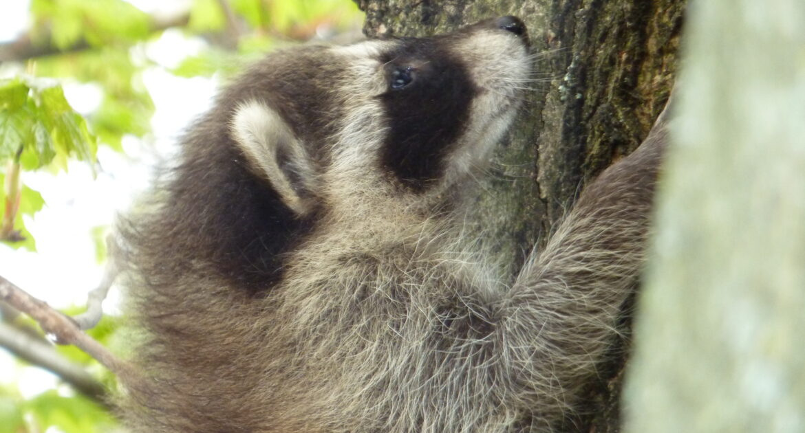 Baby Raccoon
