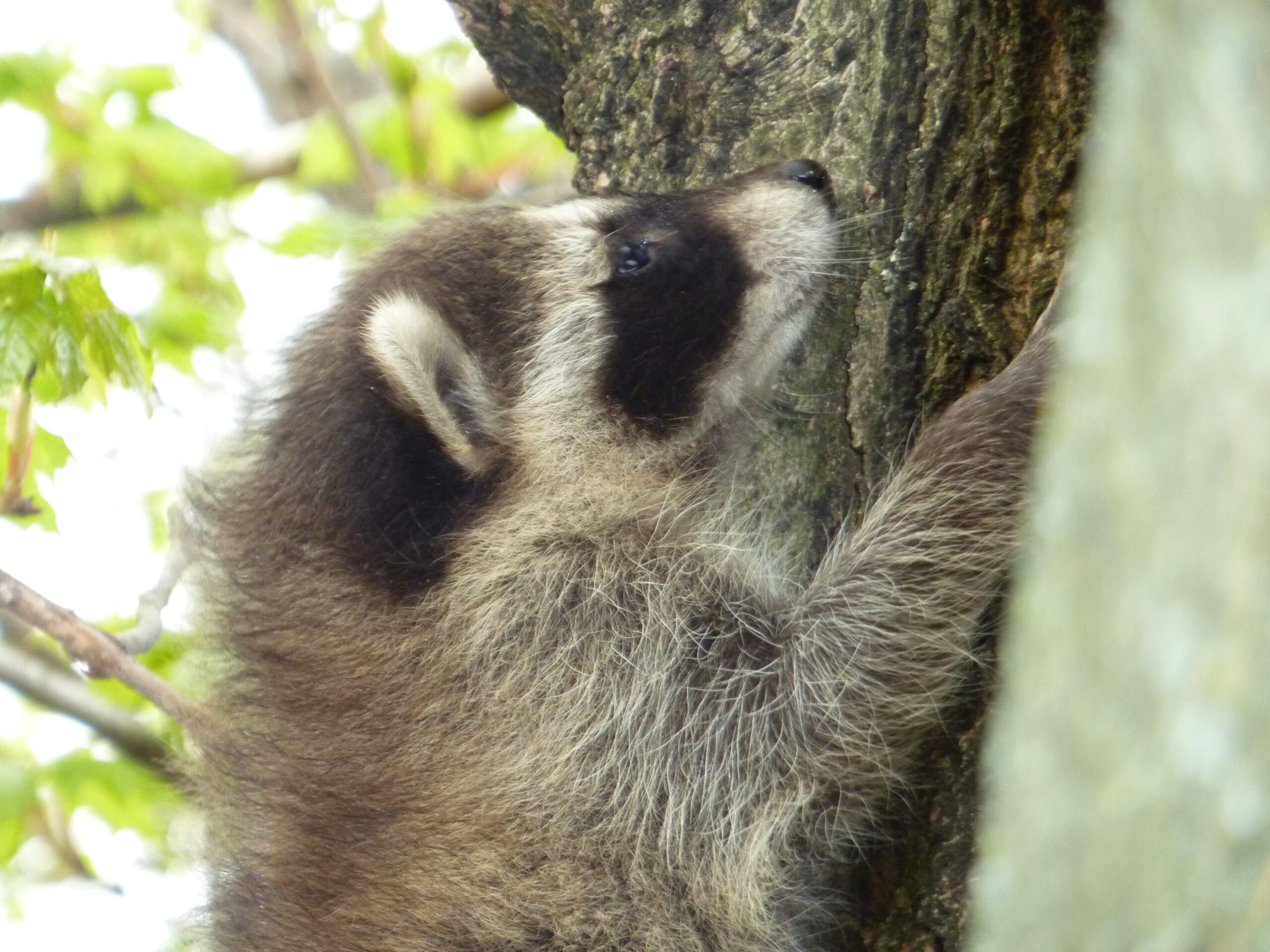 Baby Raccoon