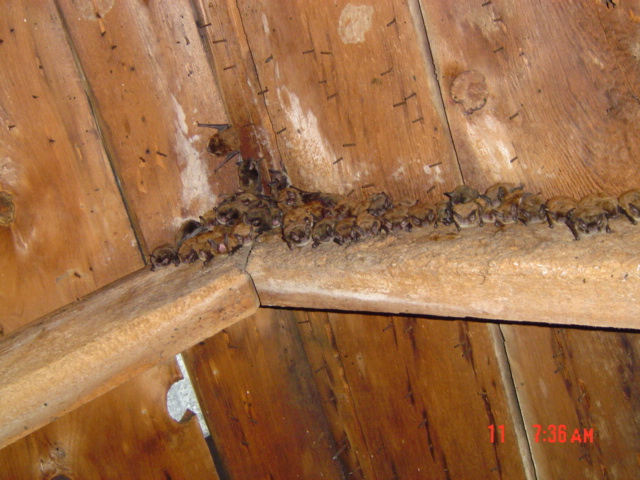 Bats roosting in attic