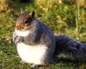 Chubby Squirrel Milwaukee