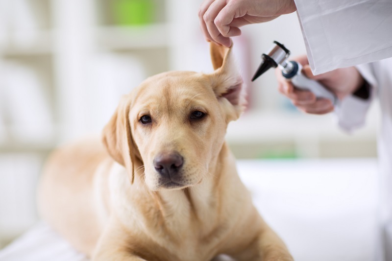 Distemper