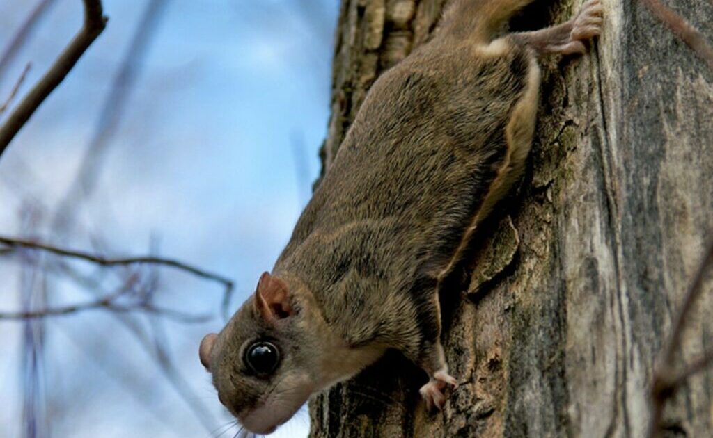 Flying Squirrel