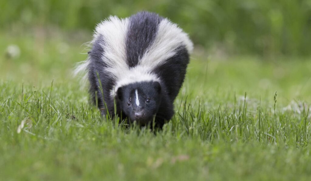 Hooded Skunk