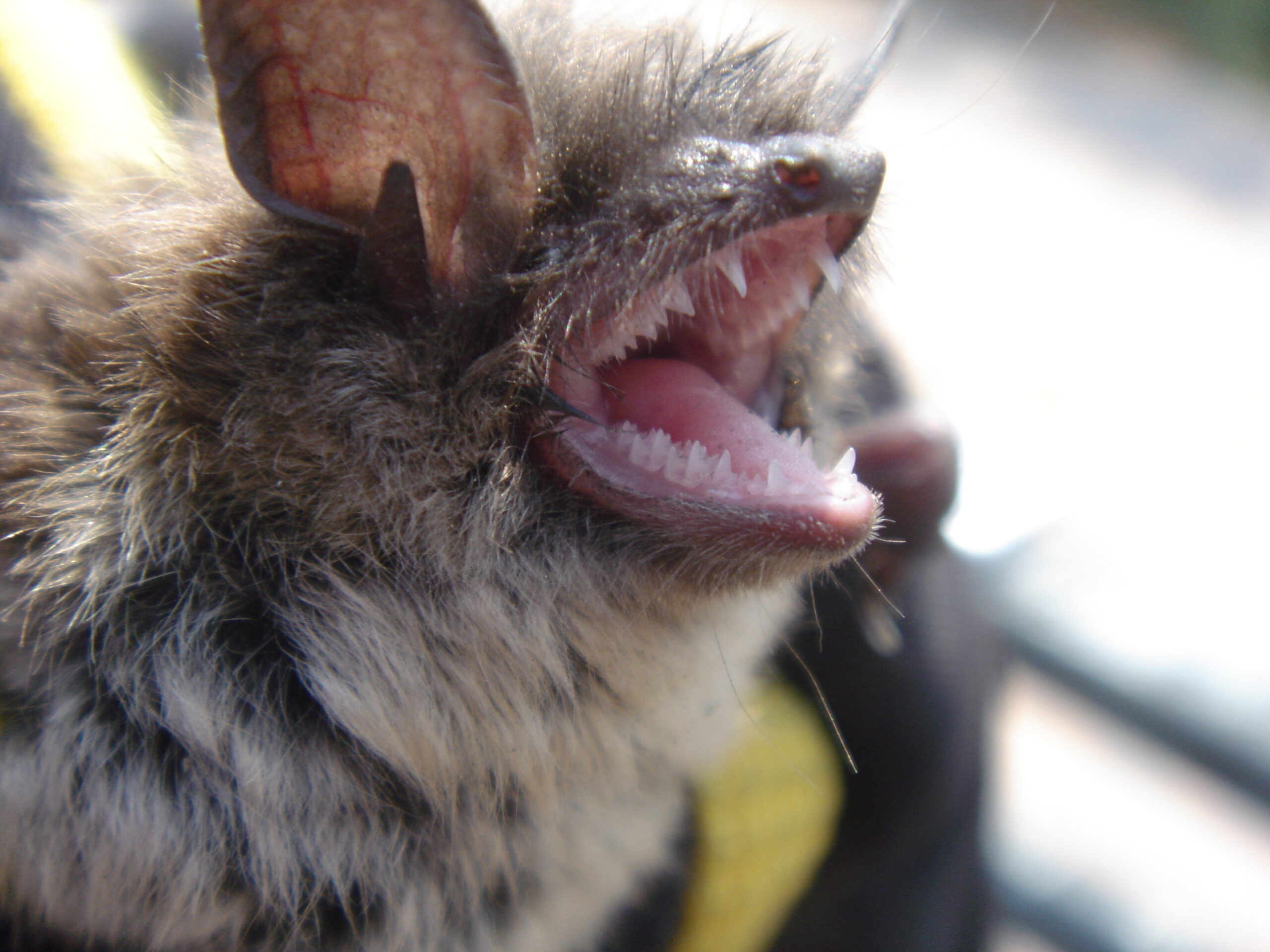 Rabies