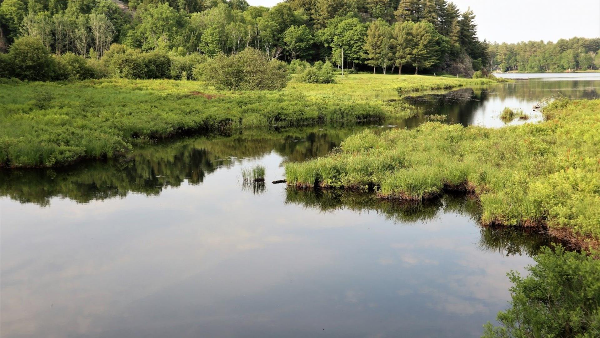 Wetlands