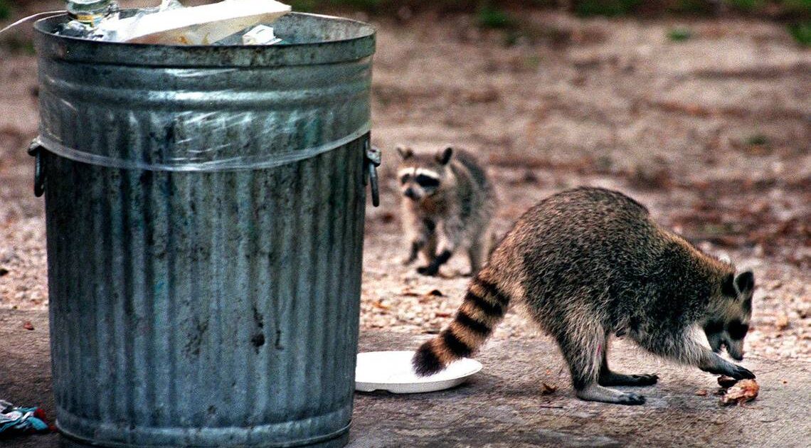 Raccoons vs garbage