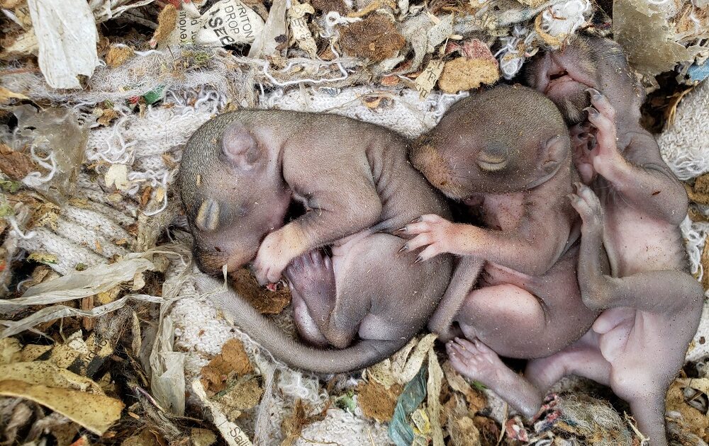 Baby Squirrels