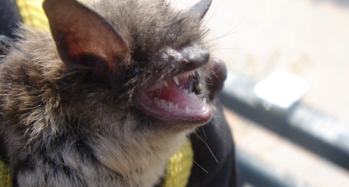 Bat - Featured Image
