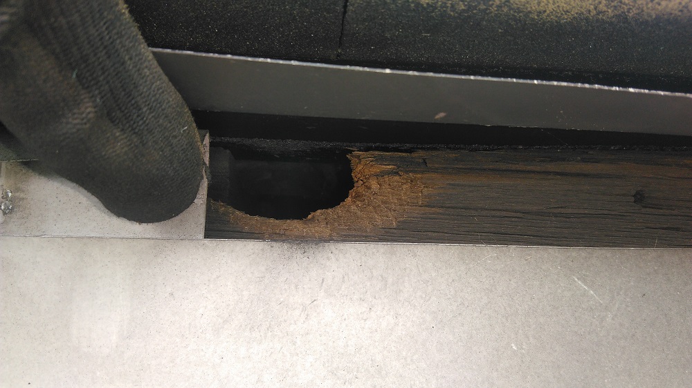 Damage by Raccoon