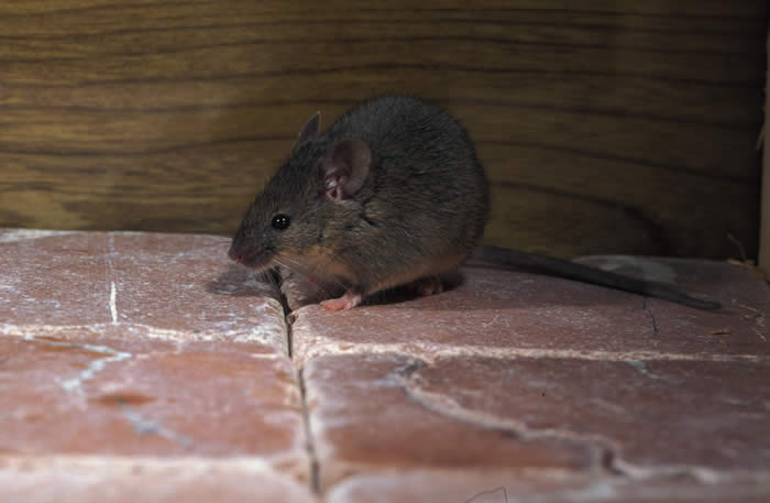 House Mouse