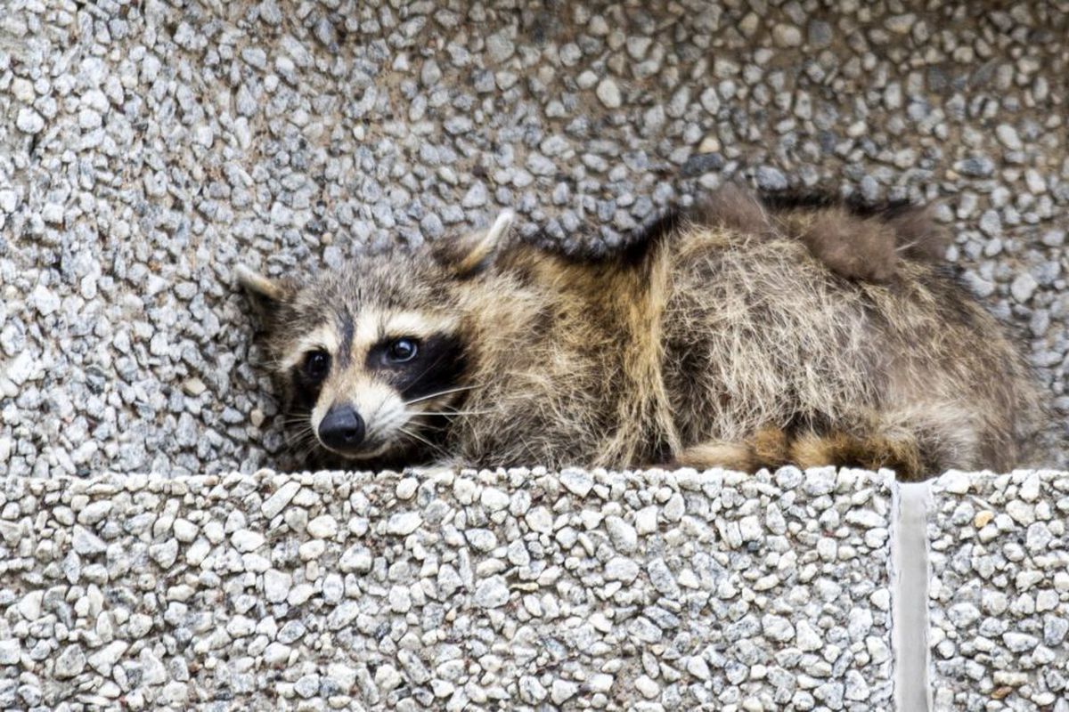Raccoon Distemper