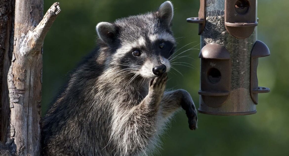 Raccoon Eating - Feature Image