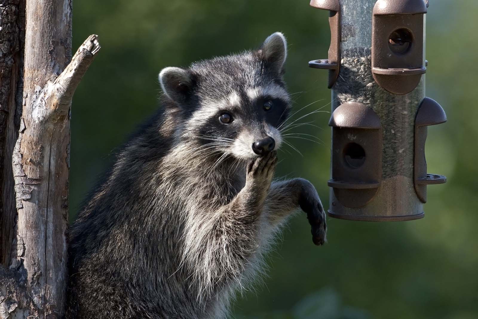 Raccoon Eating - Feature Image