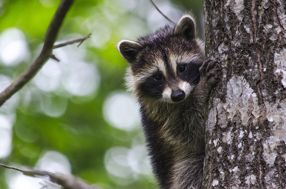 Baby Raccoon