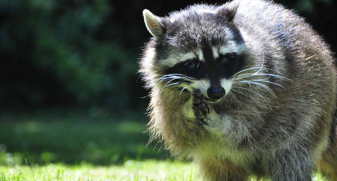 Raccoon - Featured Image