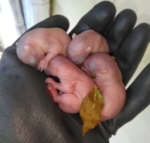 Skedaddle Technician - Holding Baby Squirrels