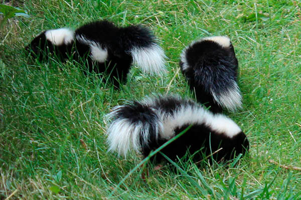 Skunk Featured Image