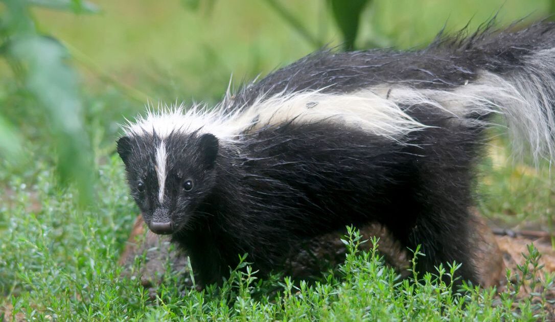 Skunk - Featured Image