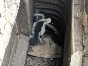 Skunks Stuck