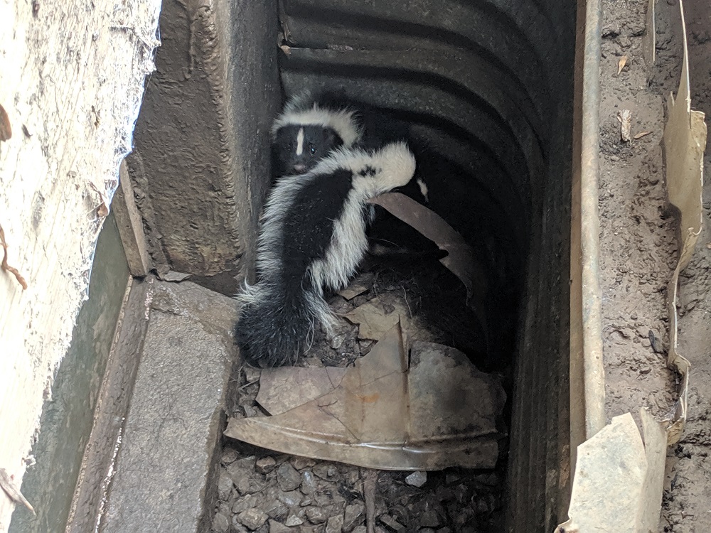 Skunk Stuck in Window Well