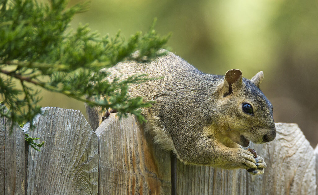 Squirrel - Featured Image