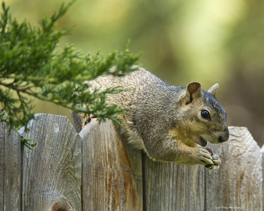 Squirrel - Featured Image
