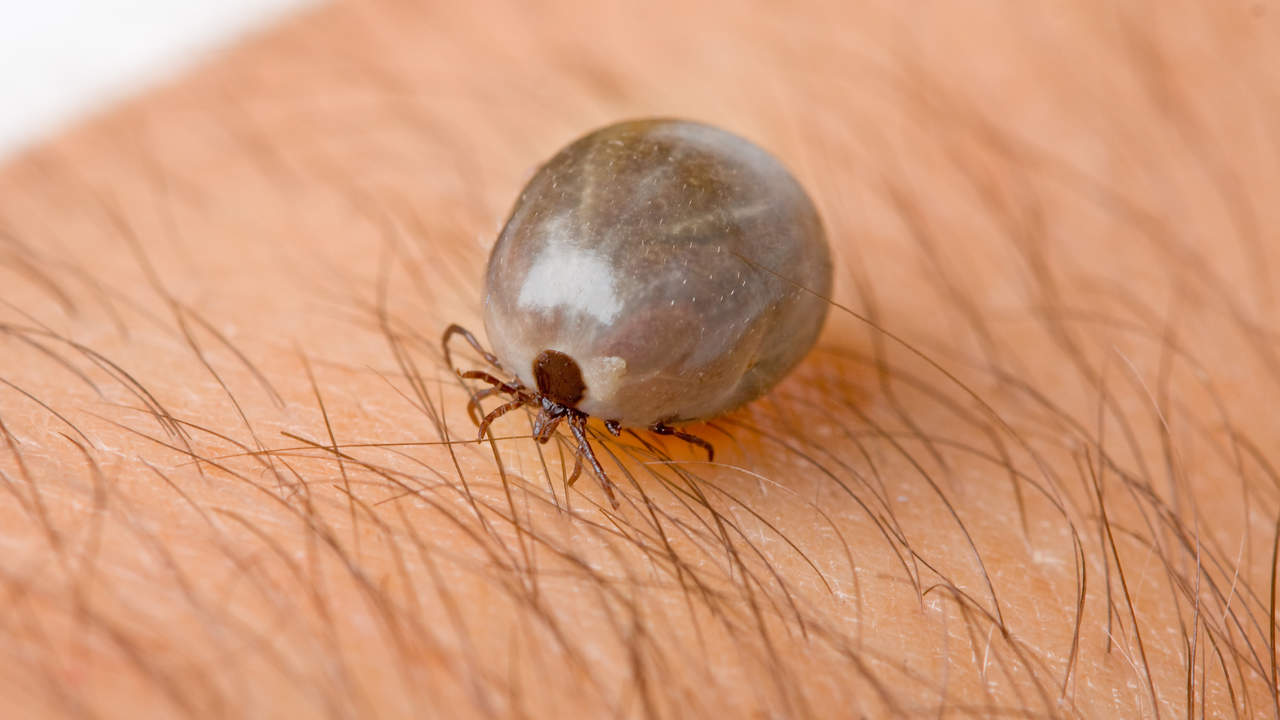 Tick Featured Image