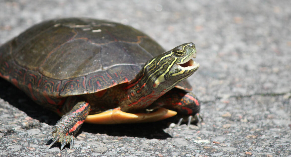 Turtle - Featured Image