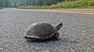 Turtle on the Road