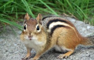 Chipmunk