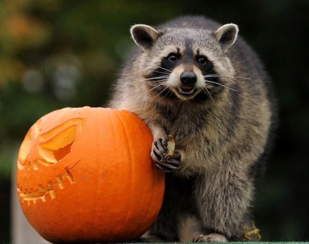 Raccoon Halloween