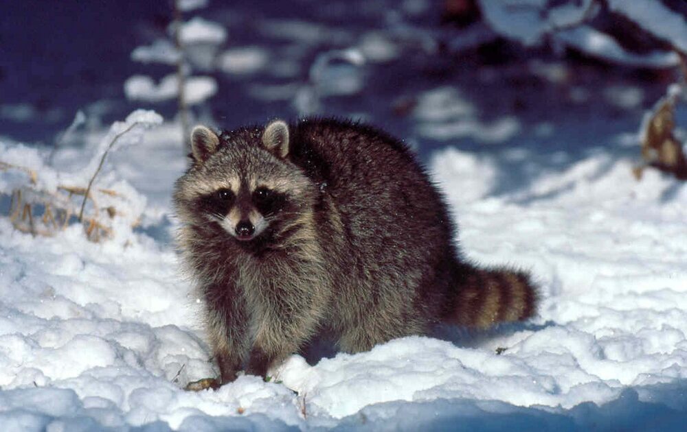Raccoon in Snow