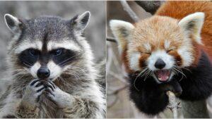 Raccoon vs Red Panda