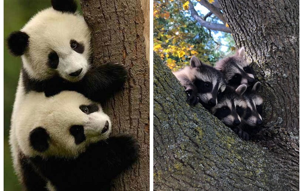 Raccoons vs Pandas