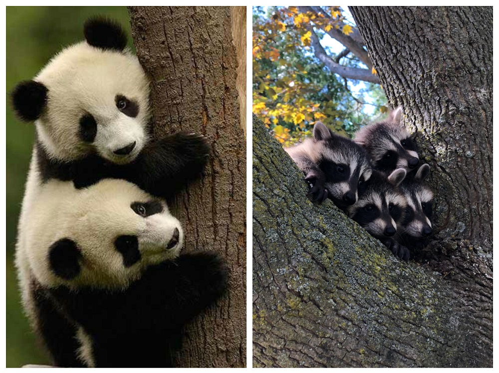 boliger århundrede Måler The Surprising Family Tree of Raccoons