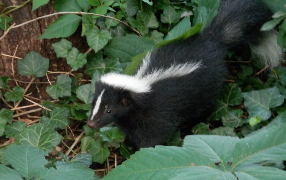 Skunk Feature Image