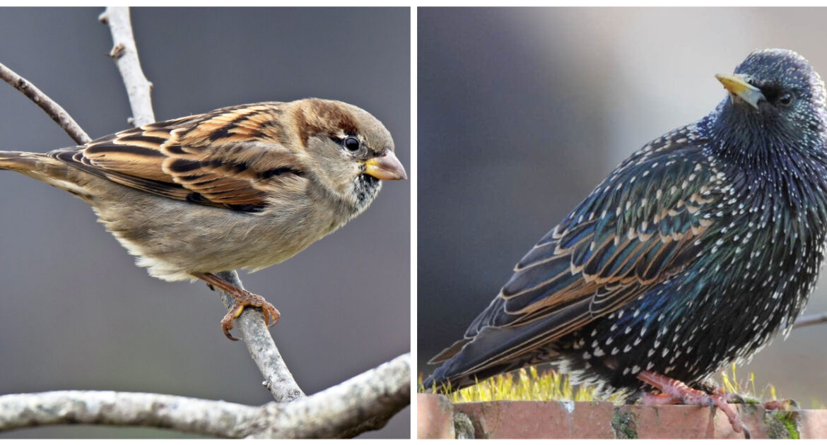 Sparrow and Starling Comparison