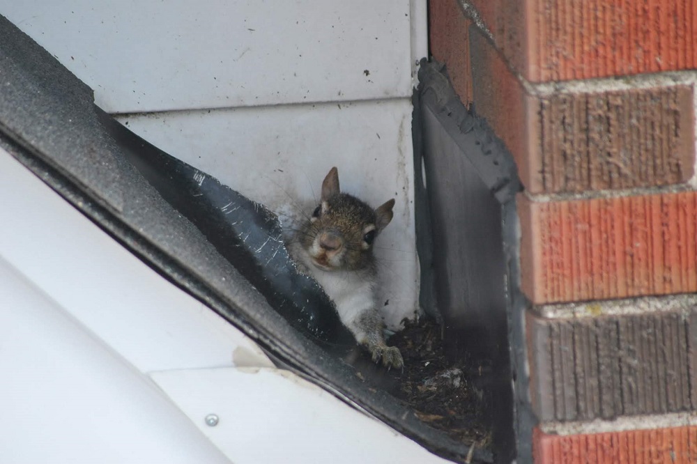 Squirrel Feature Image