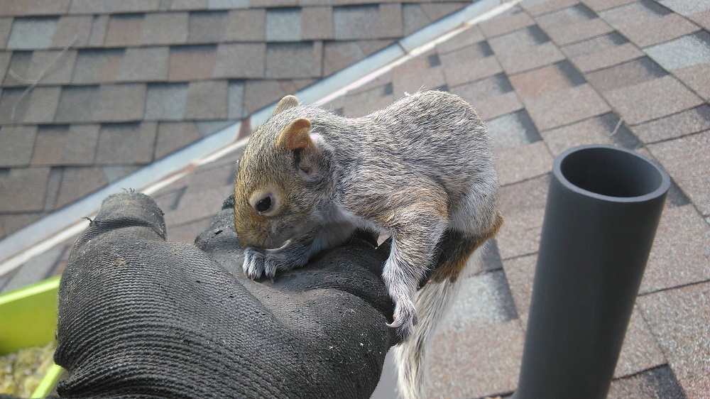 Squirrel Feature Image