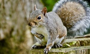 Squirrel Image