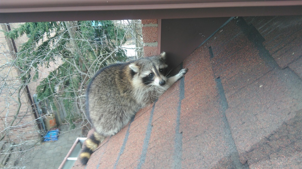 Are Raccoons Scared of Anything