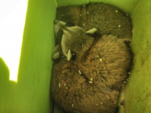 Baby Raccoons in Crib