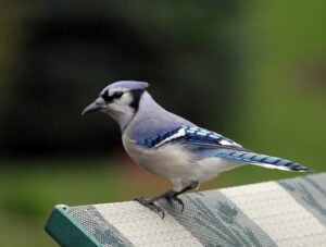 Bluejay