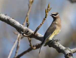 Cedar Waxwing