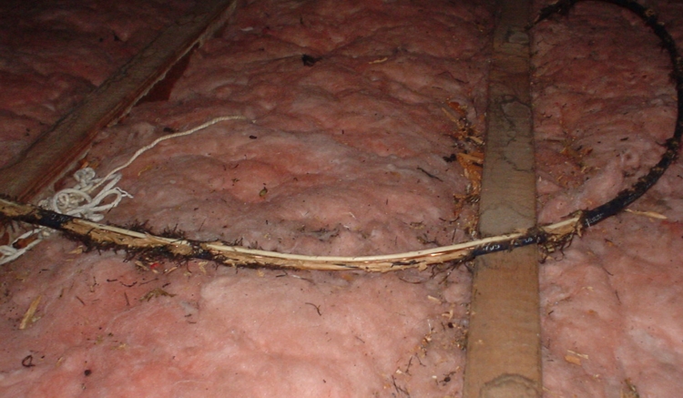 Chewed Wire Above Insulation